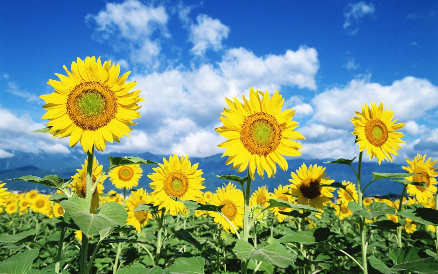 Klasifikasi tanaman bunga matahari