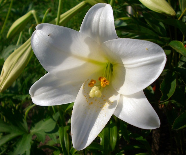 4+ Klasifikasi dan Morfologi Tanaman Bunga Bakung yang Perlu Anda Ketahui